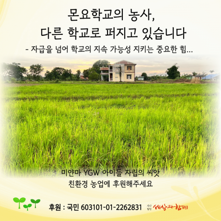 [미얀마 친환경농업] 몬요학교의 농사, 다른 학교로 퍼지고 있습니다