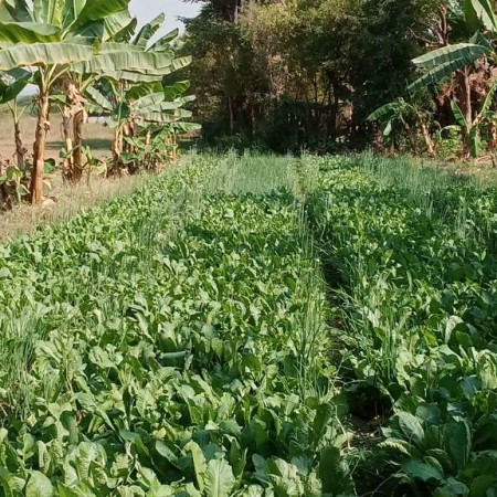 [생태농업] 포화 속에서 피어난 나눔, 작은 텃밭이 일군 희망